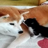 五年間撿了14隻貓,這隻柴犬才是貓咪的「真愛粉」啊!