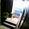 狗狗半夜狂叫不止,主人驚醒後開門,竟救了一條命!