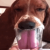 狗狗用杯子喝水,邊喝邊翻白眼:人類的生活方式真糟糕!