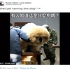外國人第一次看見鬆獅的反應:這是中國的生物武器嗎?