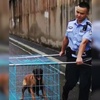 主人被抓,狗狗大鬧警局!警察蜀黍:很好,你引起了我的注意!