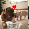 狗狗愛上迷你豬,本以為找到了真愛,沒想到後來「畫風突變」笑瘋網友:「早戀有風險,投資需謹慎」