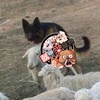 主人讓牧羊犬放羊,牠竟然把羊給上了!