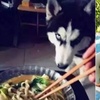 吃飯時請小心,否則桌子旁邊會長狗!