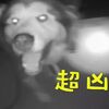 路人深夜報警,稱「有狼出沒」,警察趕到現場後驚呆了:「嗯,是腦殘狼」