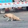 殘疾流浪狗沿街乞討,圍觀群眾卻說:別管牠!