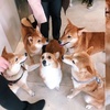 當一隻柯基闖入柴犬的party:「憑什麼你們都比我高!?」