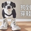 狗狗穿鞋真的是超級可愛！但是狗狗穿鞋到底好不好呢？