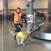 「等不及了啦,我先去打卡!」緝毒犬自咬牽繩,超興奮準備上班的表現超級萌!(影片)