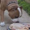 狗狗生日大餐是整隻雞？叫好的你可能不知道背後的危害！