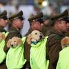 小警犬參加大閱兵,是用來萌翻敵人的嗎?