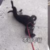 戲精狗狗,一說回家就裝癱:「我得了不能回家的病!」