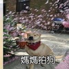 笑瘋了!自己拍狗和媽媽拍狗,隔了一個年代的距離!