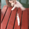 狗夠第一次吃魚超緊張,沒想到魚一跳!畫面悲劇了!