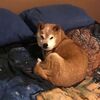 全網臉最臭的柴犬,每一秒都在兇主人!卻意外收穫一票粉絲!