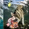 考驗所有狗狗水裡撿球,沒想到二哈直接「智商秒殺」在場全狗!
