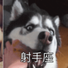 假如狗狗也分星座~看到水瓶我笑哭了!根本來亂入的!