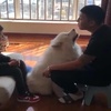 小主人被罵,薩摩耶擋在中間:「差不多得了,給我個面子!」