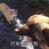 爆笑!雙頭犬、噴火犬、狗頭人?這個中國二手平台閒魚賣家的產品真的是太腦洞了!