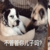 萬年小弟在線卑微:「媽,哥又把我掀翻在地上了!你可不可以管管牠!?」