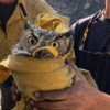 貓頭鷹被消防員從森林大火中救出，不過牠7pupu的表情讓網友們笑翻了：「根本是個傲嬌！」