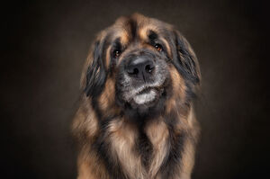 當你在幫狗狗拍沙龍照的時候，同時發出各種「怪聲音」時，牠們會有什麼表情呢？