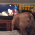 這隻英鬥正在看恐怖片時發現小女孩演員有危險,而牠的反應⋯⋯好勇敢!