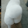 有比柯基更可愛的屁屁?小型加拿大愛斯基摩犬的屁屁完全不輸!