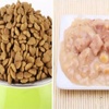 狗狗該吃乾糧還是濕糧？它們之間的差異你了解嗎？