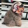 網友偶遇一隻「鬆獅」剛想摸 就被牠回頭的樣子嚇到了:「你才鬆獅!你全家都鬆獅!」
