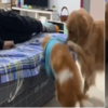 金金看到柯基在主人懷裡之後立馬炸了:小短腿也配合我爭寵?