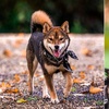 「來人啊!這裡有個柴犬,烤糊了!」超特殊胡麻色柴柴,還不快來吸一波!