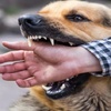 被狗緊咬不放怎樣快速讓其鬆口？在緊急時刻，如何快速有效的制止狗繼續撕咬？