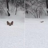 家裡養柯基的,下雪天就不要遛狗了!網笑翻:被吞沒了都不知道