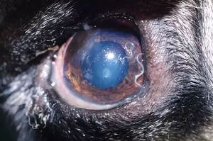 狗狗眼睛裡有毛？小心！那可能是會傳染的寄生蟲！