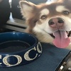 大陸首富之子王思聰是怎麼養狗的?千萬不能讓你家狗知道!