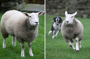 被狗帶大的羊是什麼樣子？哈哈哈哈哈哈笑瘋了！