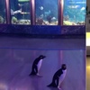 放假咯！芝加哥水族館因疫情關門，企鵝情侶「包場」閒晃彷彿「在約會」