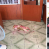 回家看到「命案現場」:小柯基偷吃火龍果,就地癱懶睡死!網笑瘋:是要嚇死誰啦!