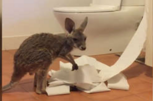 小袋鼠寶寶偷闖進廁所「玩衛生紙」，超級快樂的模樣讓網友萌翻：太可愛，必須原諒！