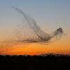 攝影師拍下「百萬分之一機率」才會看到的美到窒息的場景：一群鳥在空中飛舞，宛如雲朵般時刻變化