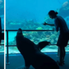 澳洲水族館放「海獅」出來「趴趴走見鄰居」，影片已上傳就迅速走紅！網：趕快拍第二集！
