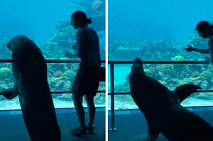 澳洲水族館放「海獅」出來「趴趴走見鄰居」，影片已上傳就迅速走紅！網：趕快拍第二集！