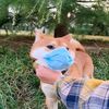 看柴犬戴口罩直播賞櫻花,我又被萌化圈粉啦!