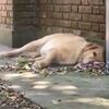 鏟屎官給狗狗取名為「Lazy」,結果牠真的成了一頭大懶豬!