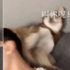 主人沈迷手機冷落了二哈,哈哥怒了:敢不理本哈,揍你!
