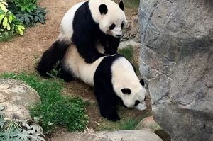 十年來人工嘗試配對都失敗，香港兩隻大熊貓因為「疫情閉館」後竟「主動生生不息」了