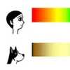綠色白色？傻傻分不清！狗狗最敏感的顏色是什麼你知道嗎？