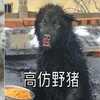 阿拉斯加突然失蹤,定睛一看,原來是去「變物種」了