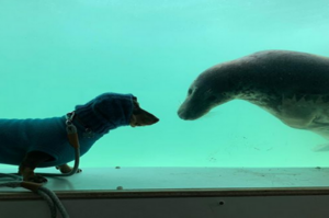 狗狗參觀海洋館，意外找到失散多年的兄弟？